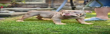 English Bulldog Puppy 2