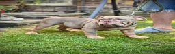 English Bulldog dogs for sale: LAST 4 🇬🇧 TOP 🩸English Bulldogs 🧬 - Advert 4