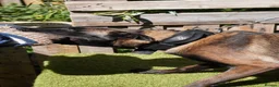 Belgian Shepherd Dog dogs for sale: FCI Female Family Protection Dog for Sale in Leatherhead - Advert 3