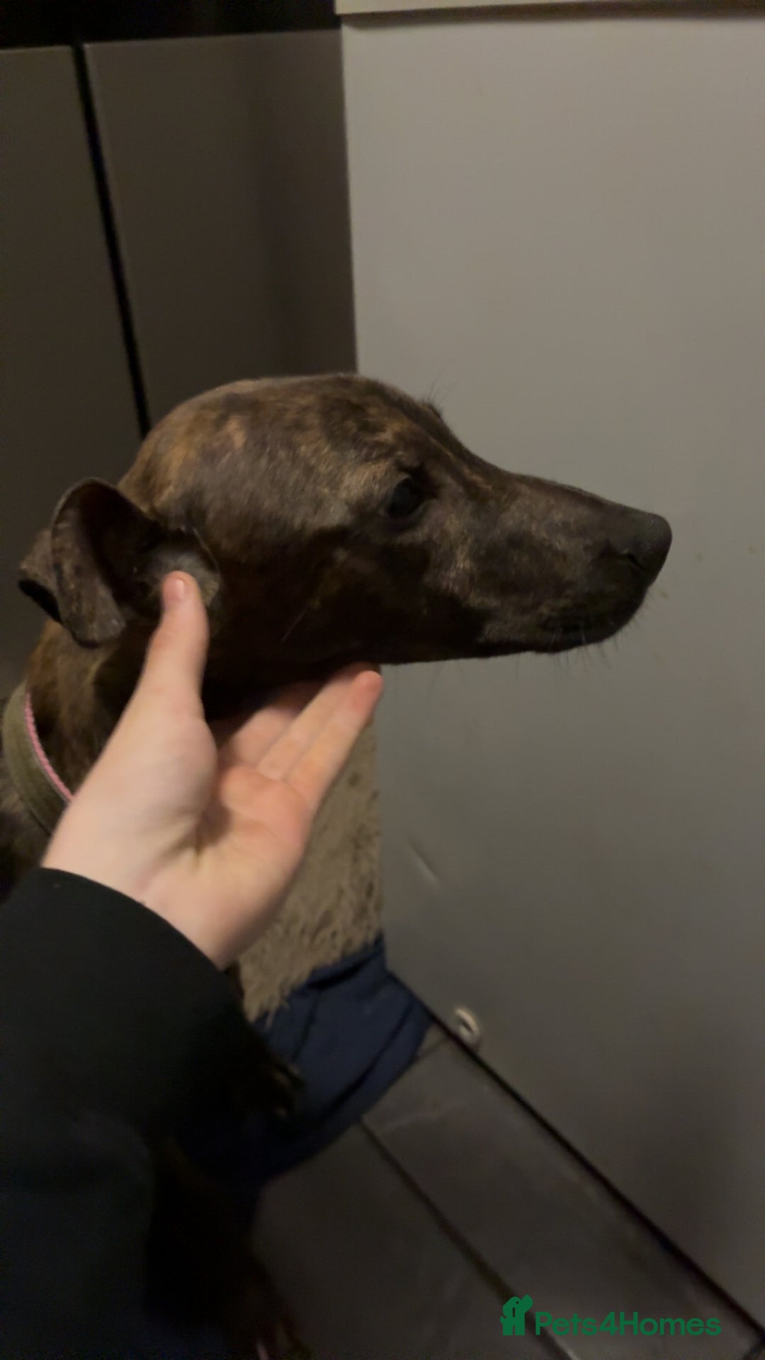 Mixed Breed dogs for sale: For Sale dearhound greyhound bull - Advert 4