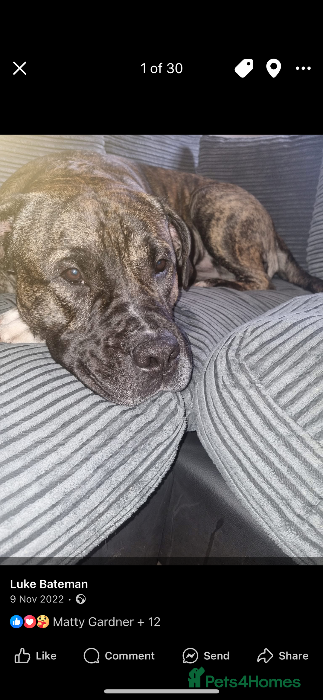 Mixed Breed dogs for sale: Male presa cross for rehomeing  - Image 3
