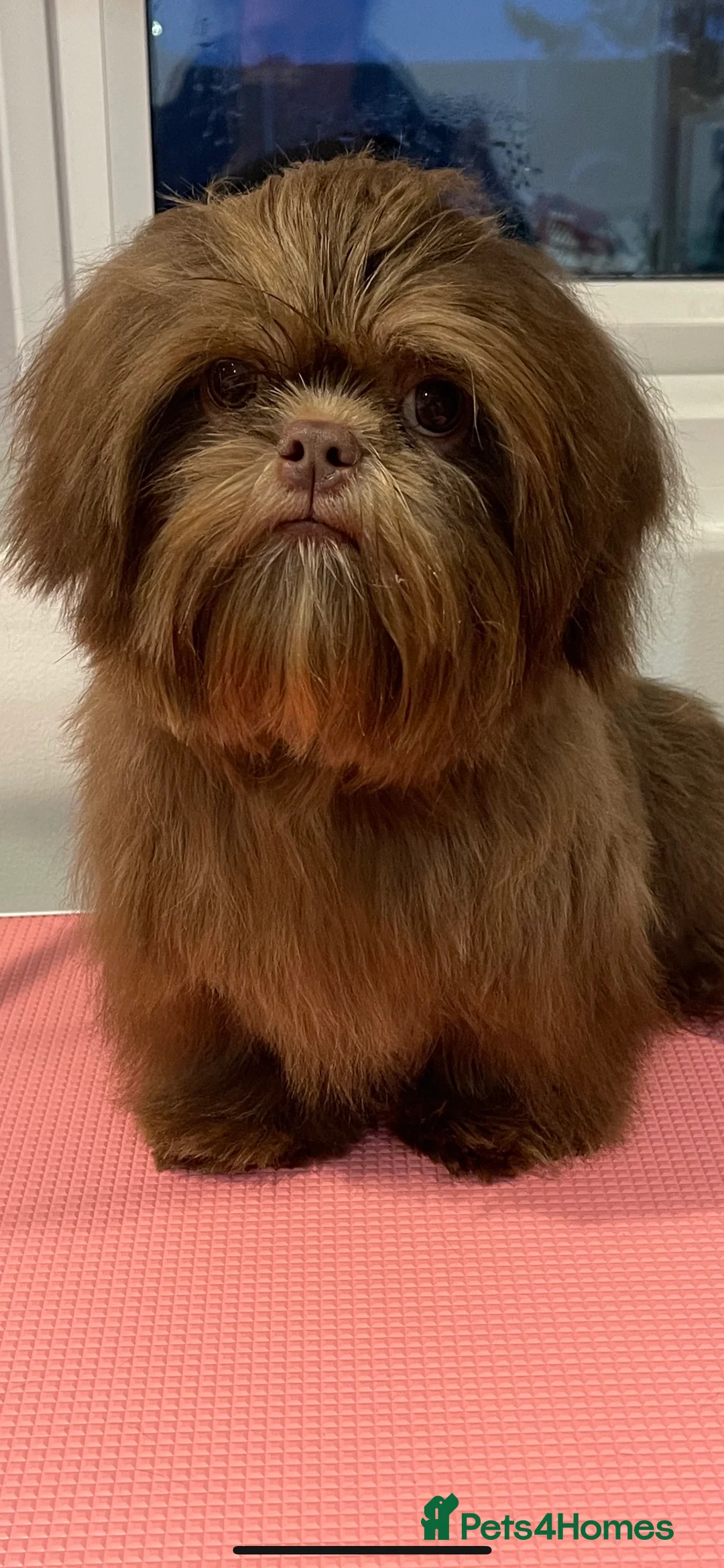 Shih Tzu dogs for stud: STUNNING CHOCOLATE IMPERIAL SHIHTZU OPEN AT STUD in Grays - Advert 9