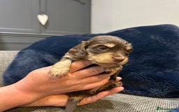 Dachshund dogs for sale: Longhaired miniature daschunds for sale - Image 6