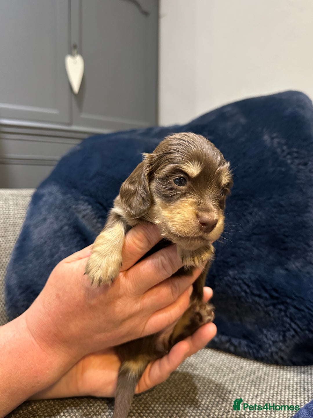 Dachshund dogs for sale: Longhaired miniature daschunds for sale - Image 6