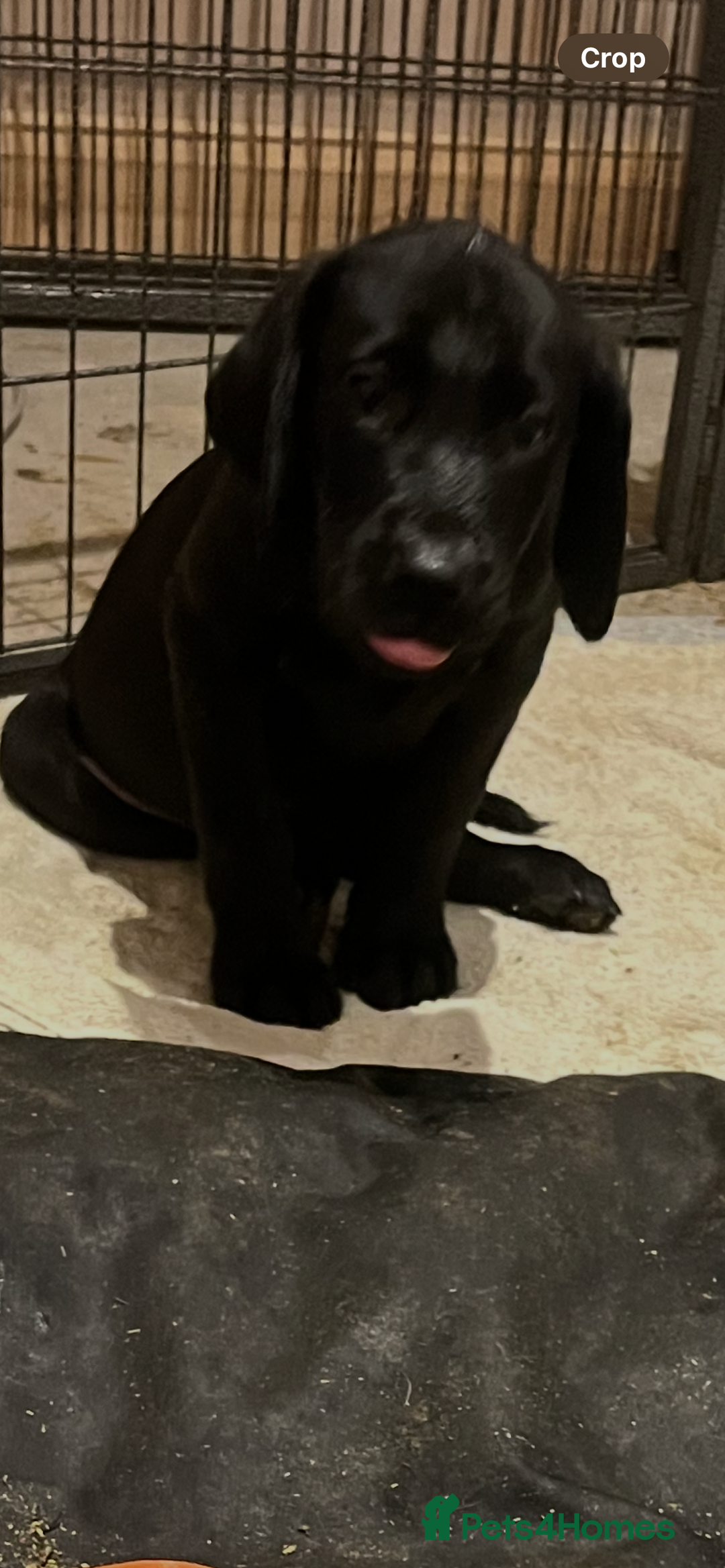 Labrador Retriever dogs for sale: Stunning fox red & black Labrador puppies  - Image 18