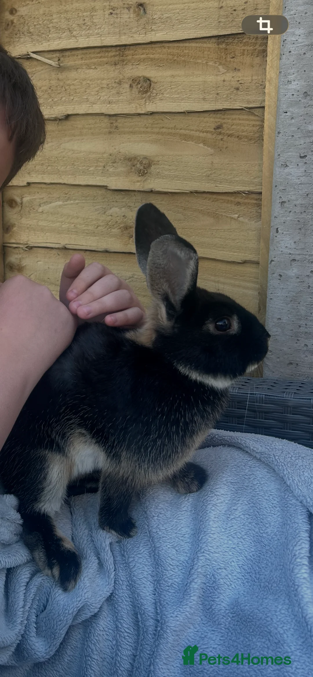 Rex rabbits for sale: 2 female rabbits  - Advert 3
