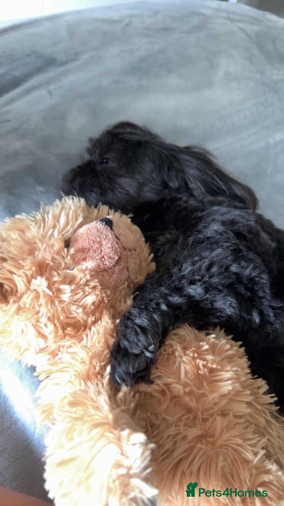 Shih Tzu dogs for sale: Shih Tzu 10 years old dog needing to be rehomed!!  - Advert 7