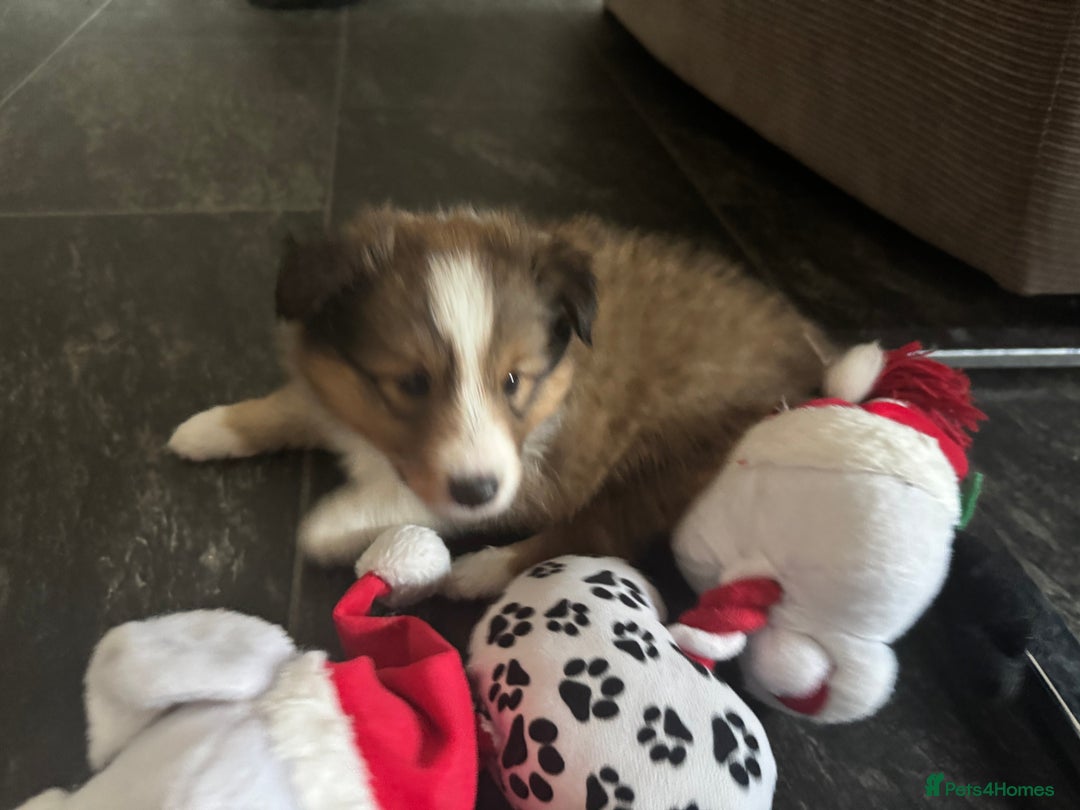 Shetland Sheepdog dogs for sale: Purebred Shetland Sheepdog Puppies - Image 10