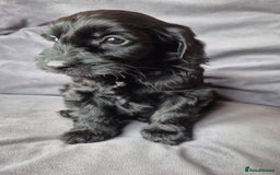 Cockapoo dogs for sale: F1b Cockapoo - ready this weekend - Image 36