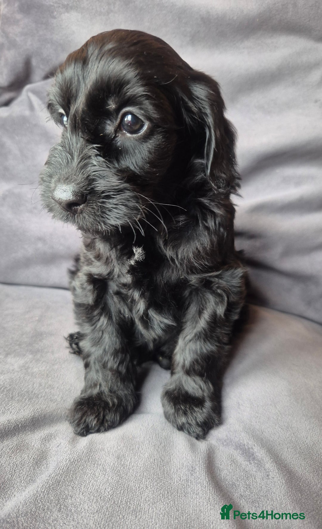 Cockapoo dogs for sale: F1b Cockapoo - ready this weekend - Image 36