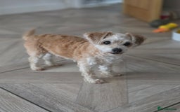 Chipoo dogs for sale: Little Old Ted - Image 5