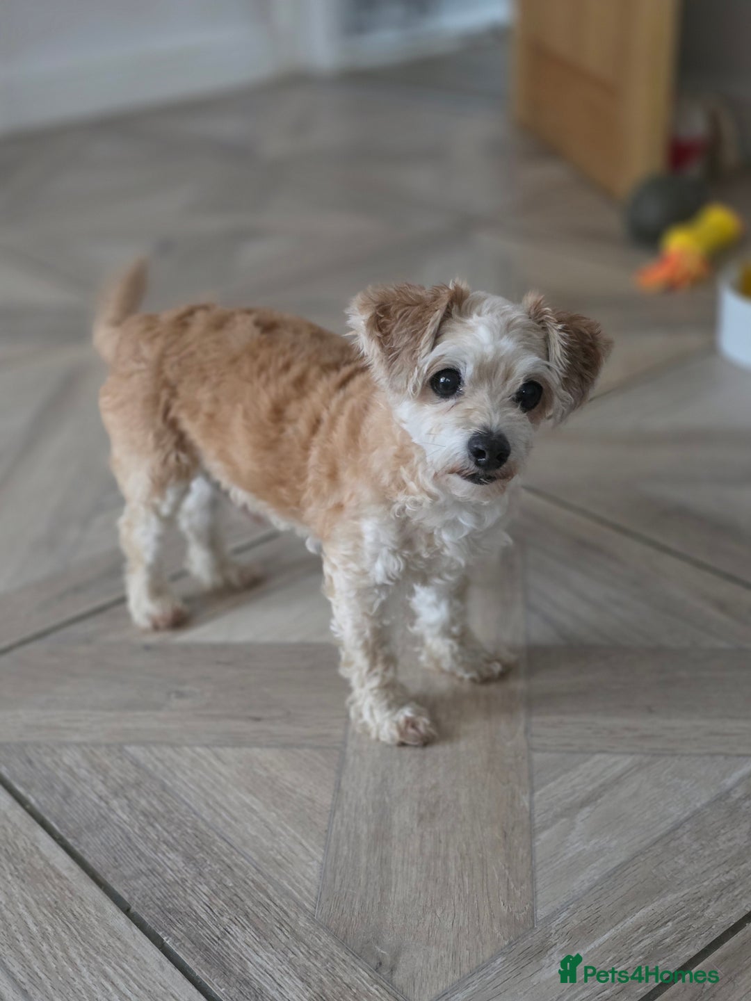 Chipoo dogs for sale: Little Old Ted - Image 5