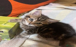 British Shorthair cats for sale: Gorgeous friendly kittens - Image 6