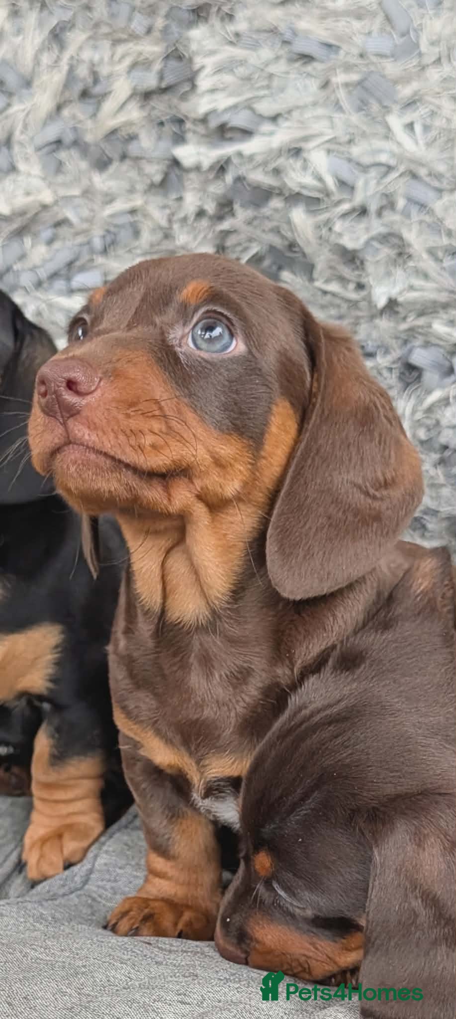 Miniature Dachshund dogs Miniature dachshund puppies - Advert 15