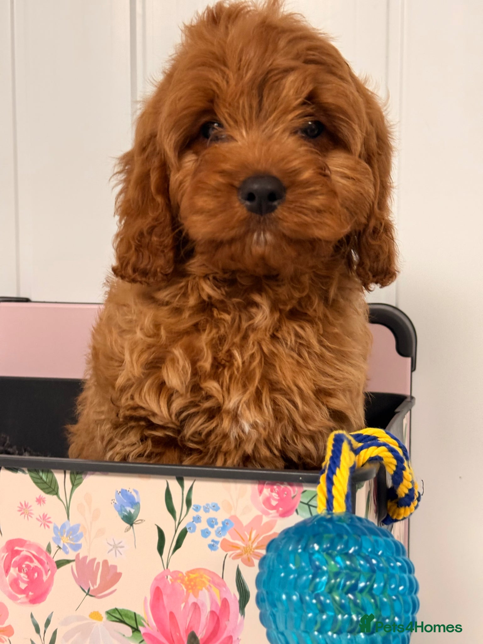 Cavapoo dogs Cavapoo puppies - Advert 1