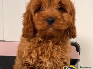 Cavapoo dogs Cavapoo puppies - Advert 1
