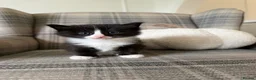 Ragdoll cats for sale: Ragdoll Mix Kittens for sale - Advert 7