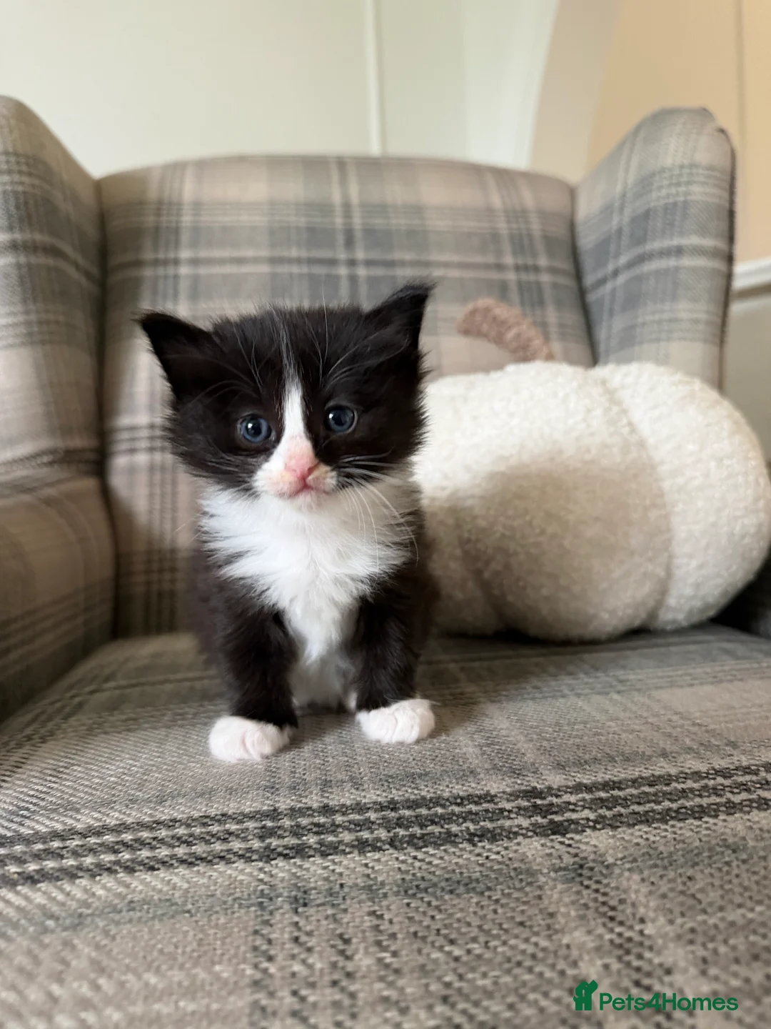 Ragdoll cats for sale: Ragdoll Mix Kittens for sale - Advert 7