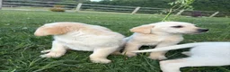Goldador dogs for sale: Goldador Puppies  - Advert 3