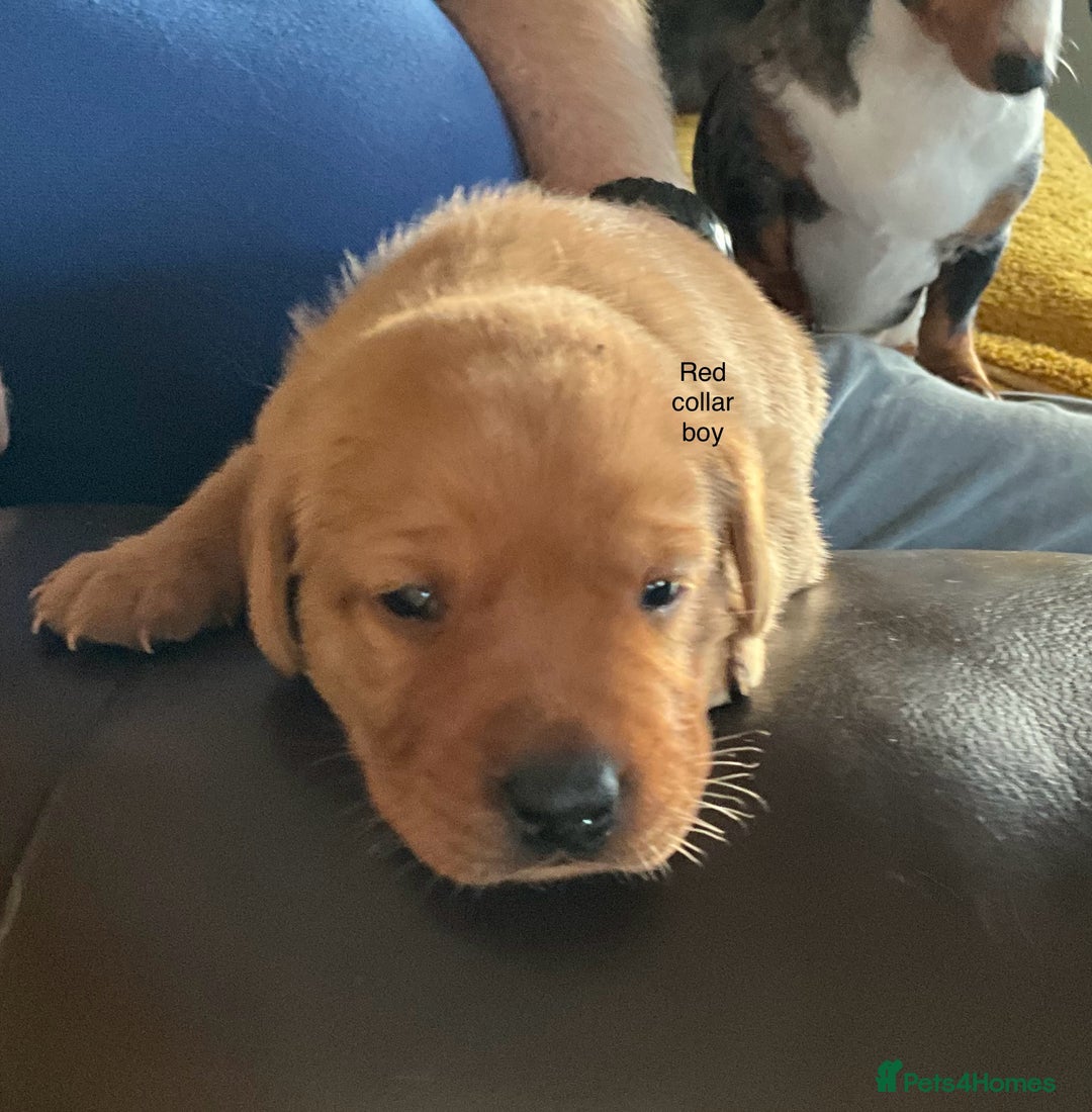 Labrador Retriever dogs for sale: Gorgeous Litter of Labrador Puppies - Advert 10