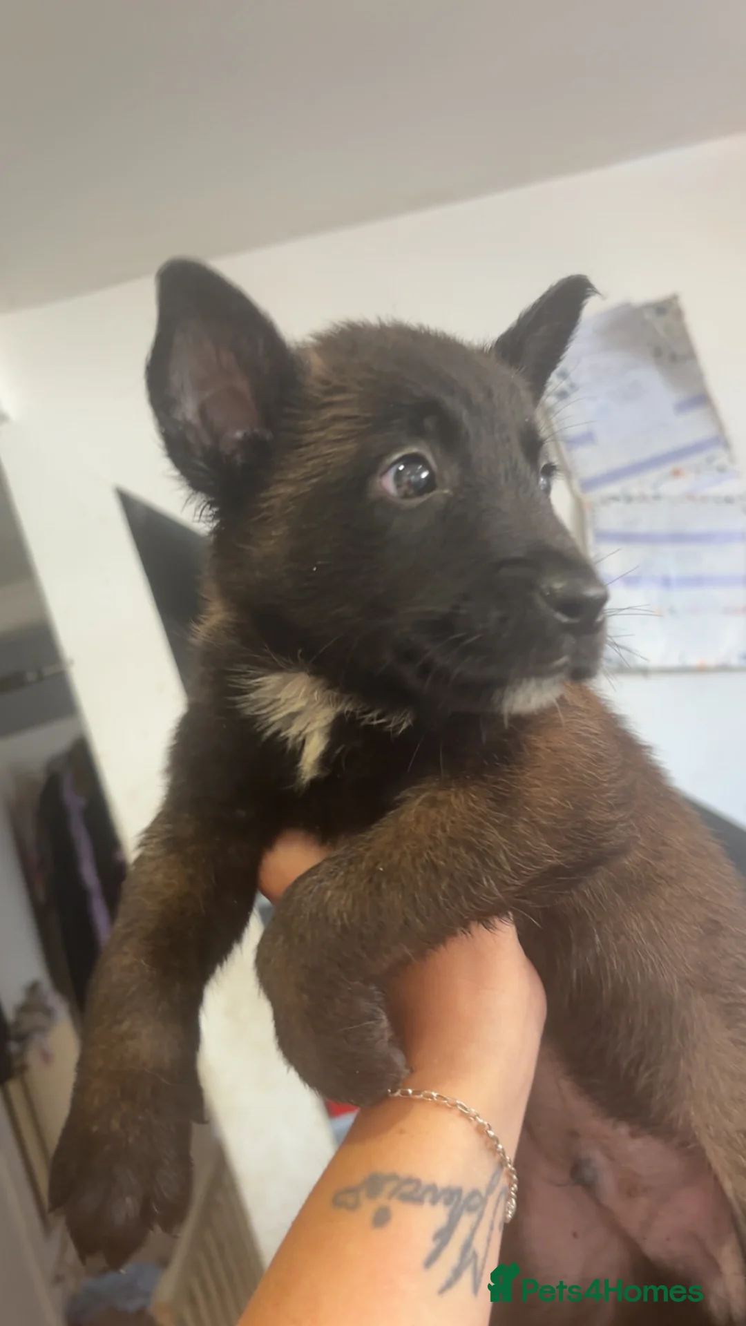 Belgian Shepherd Dog dogs for sale: Belgain Mali pups  - Advert 2
