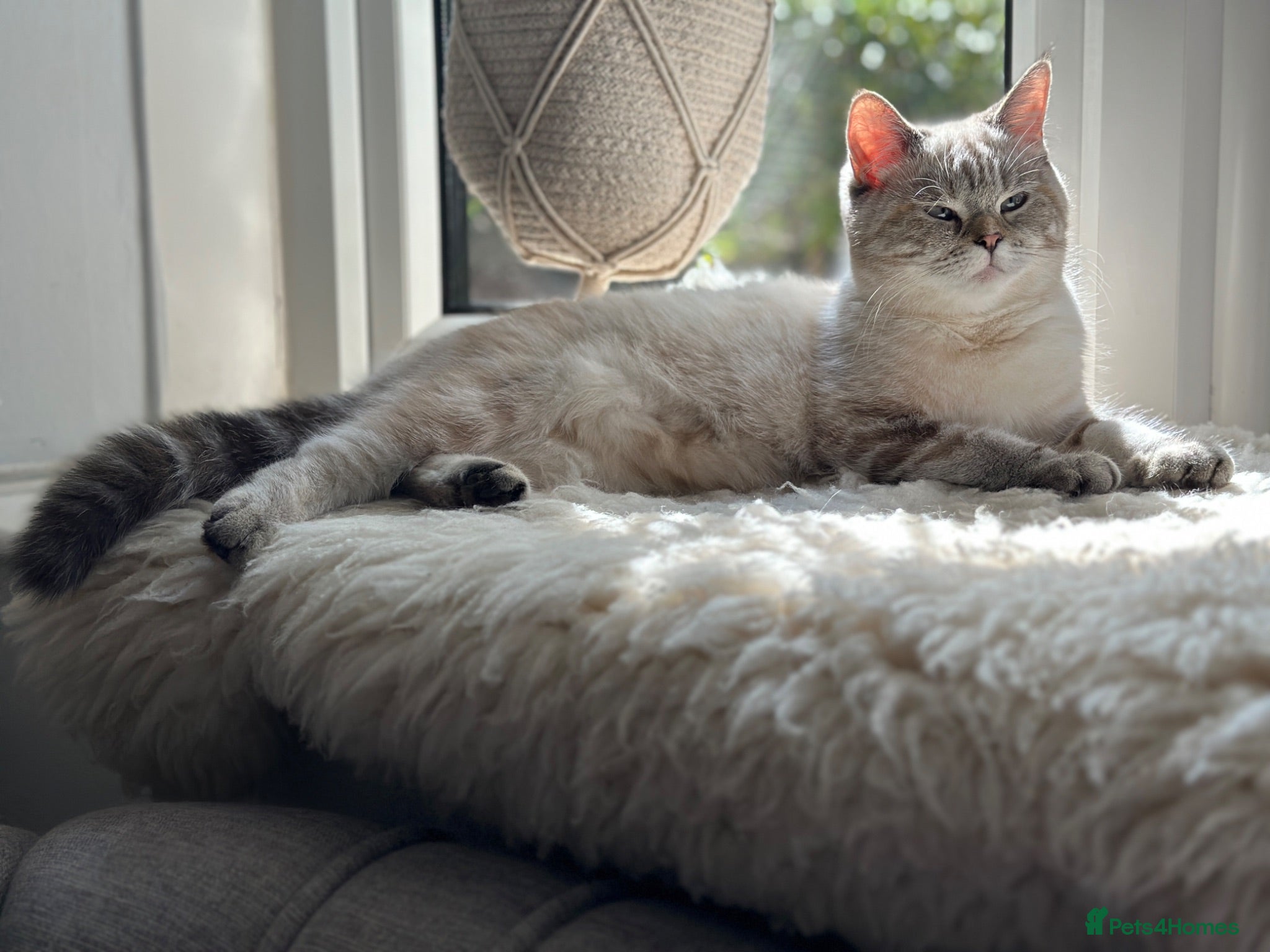 British Shorthair cats British short hair cross with British longhair  - Advert 1