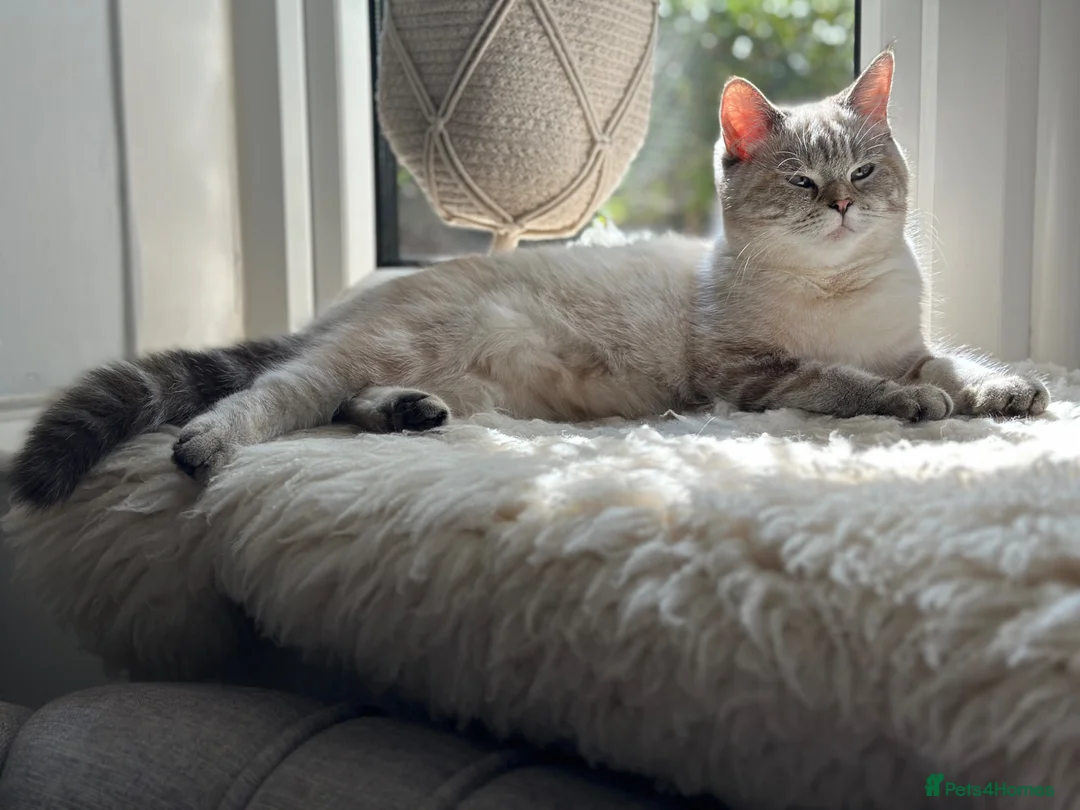 British Shorthair cats for sale: British short hair cross with British longhair  - Advert 1
