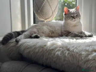 British Shorthair cats British short hair cross with British longhair - Advert 2