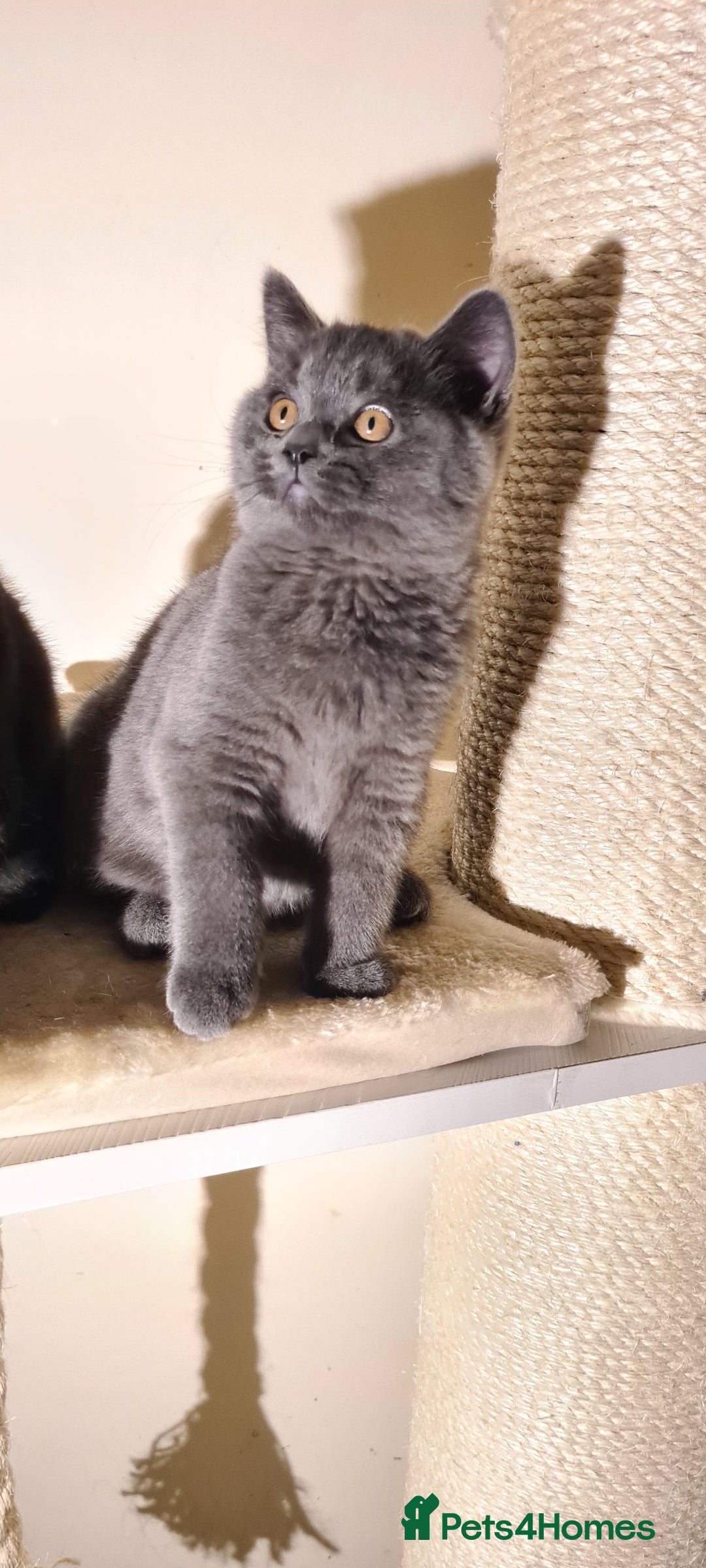 British Shorthair cats for sale: British shorthair black and blue kittens - Advert 12