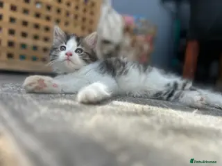 Mixed Breed cats Friendly playful kittens - Advert 15