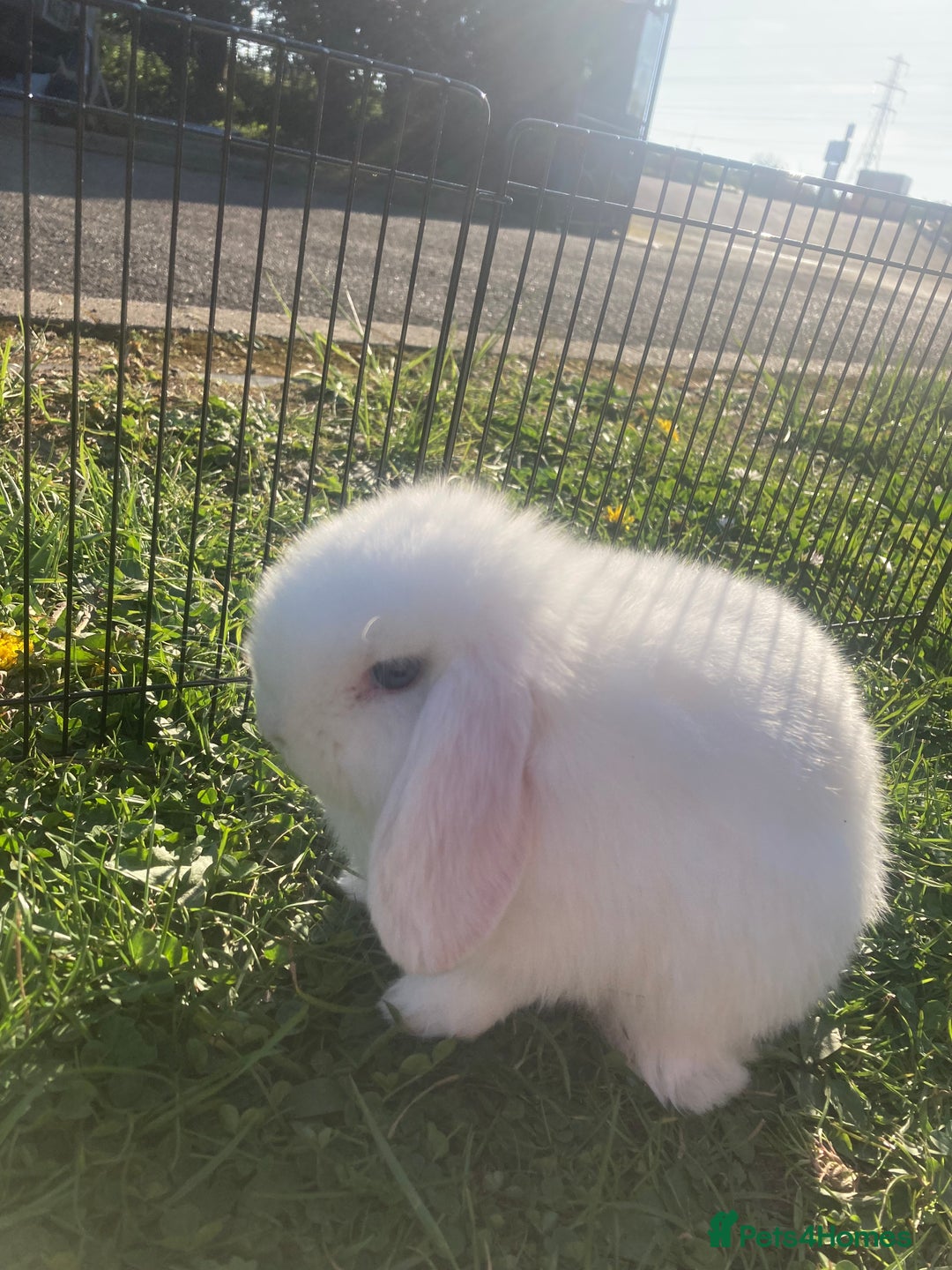Mini Lop rabbits for sale: Rabbit - Advert 1