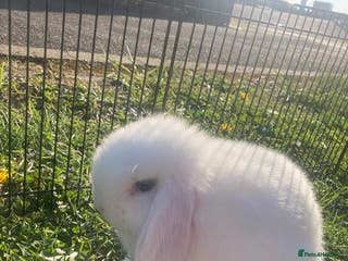 Mini Lop rabbits Rabbit - Advert 1