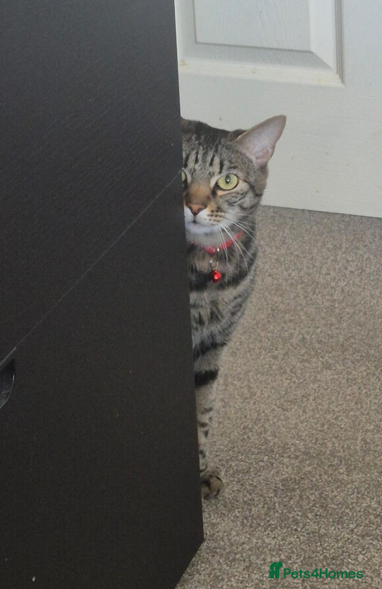 Bengal cats Handsome Bengal X Domestic Shorthair (Indoor Cat) - Advert 1