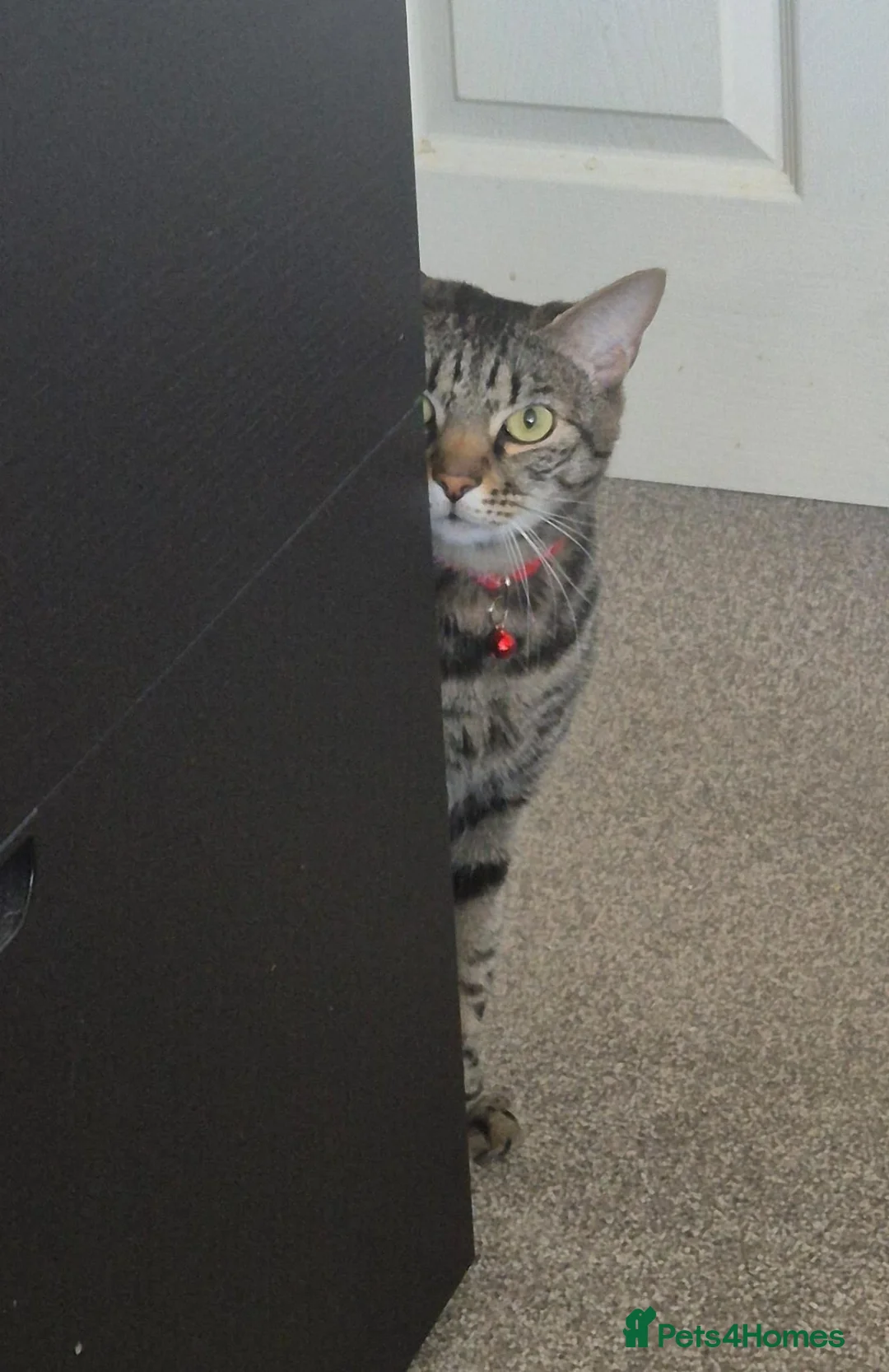 Bengal cats for sale: Handsome Bengal X Domestic Shorthair (Indoor Cat) - Advert 1
