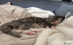Maine Coon cats for sale: Mainecoon kittens - Image 5