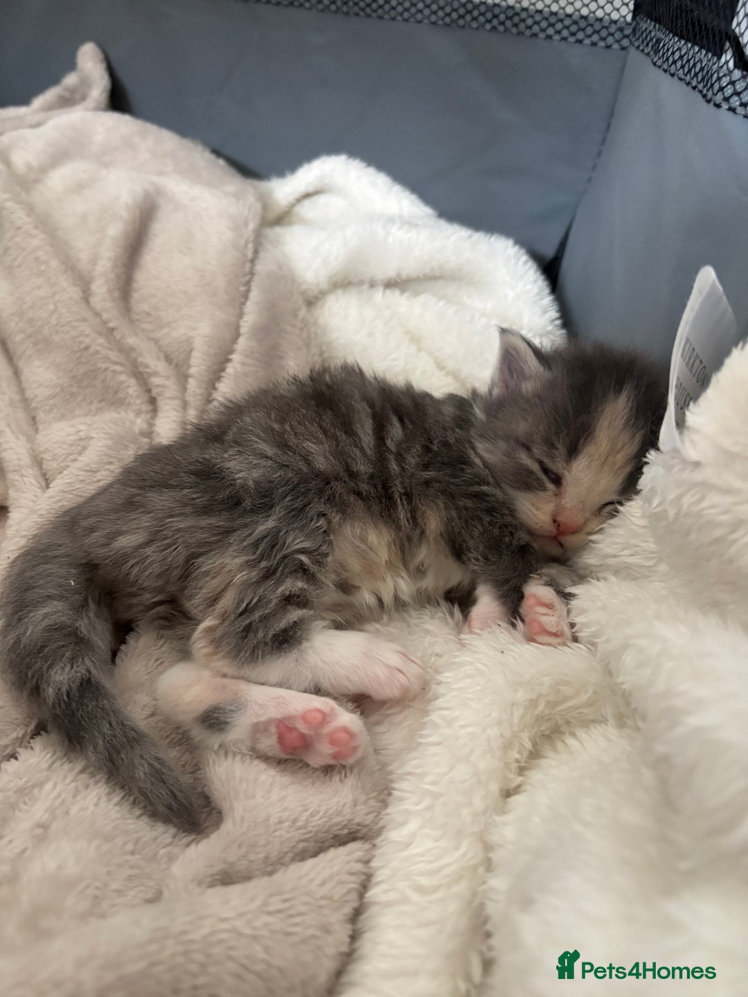 Maine Coon cats for sale: Mainecoon kittens - Image 5