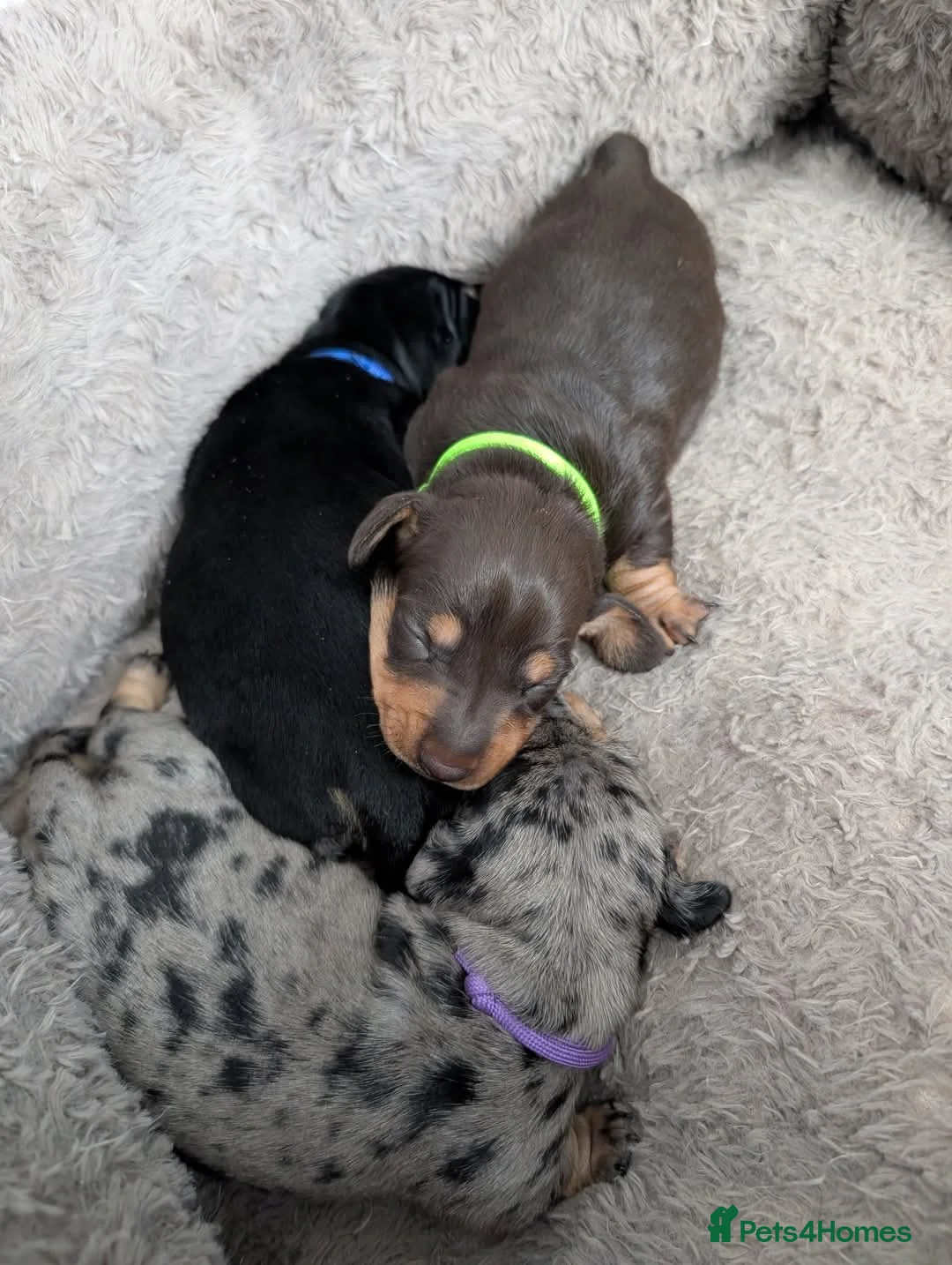 Miniature Dachshund dogs for stud: Smooth Cream Piebald for Stud  in Motherwell - Advert 10