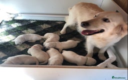 Golden Retriever dogs for sale: Chunky, cream pups - Image 28