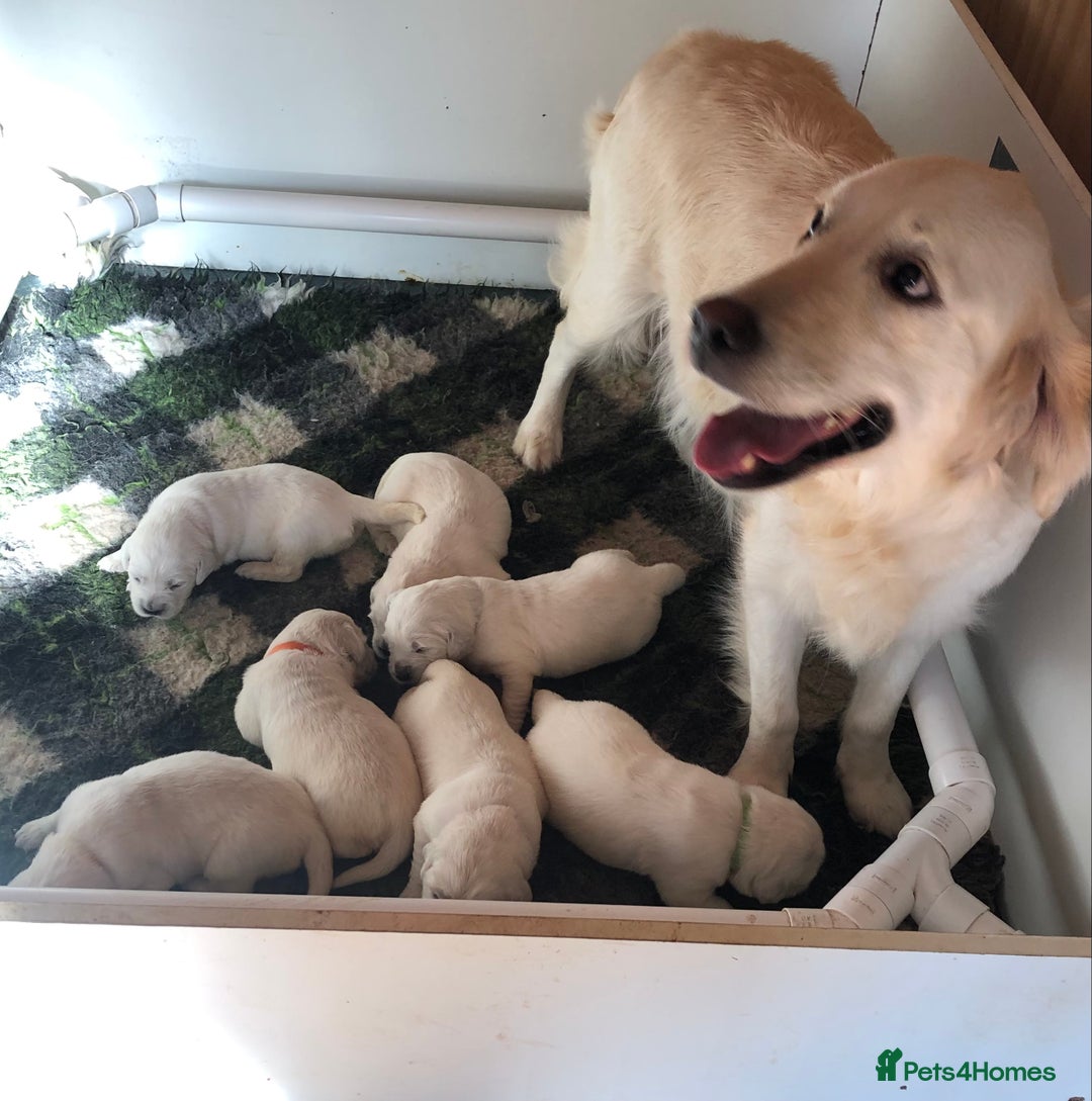 Golden Retriever dogs for sale: Chunky, cream pups - Image 28