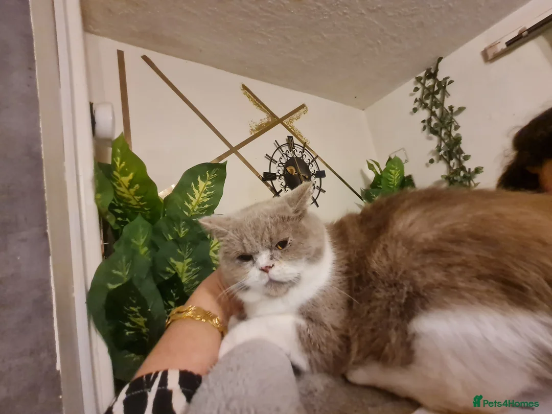 British Shorthair cats for sale: Sweet lilly 4 sweet home - Advert 4