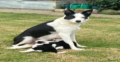 Border Collie dogs - Advert 11