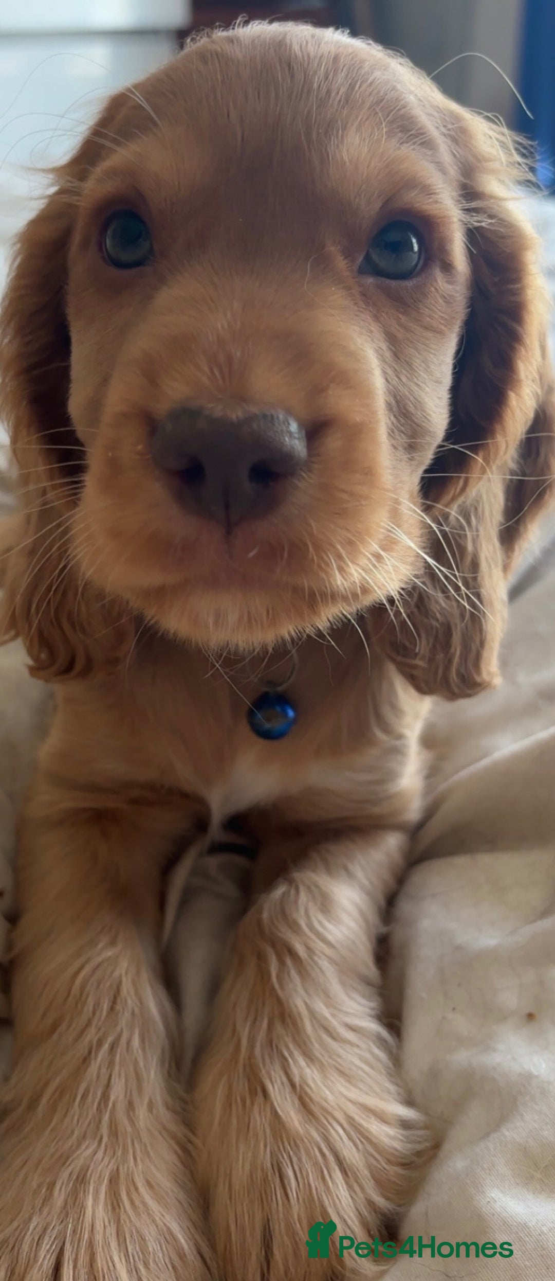 Cocker Spaniel dogs for sale: Gold show cocker pups ready now  - Image 13