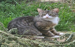 Mixed Breed cats for sale: Mixed kittens - Image 4