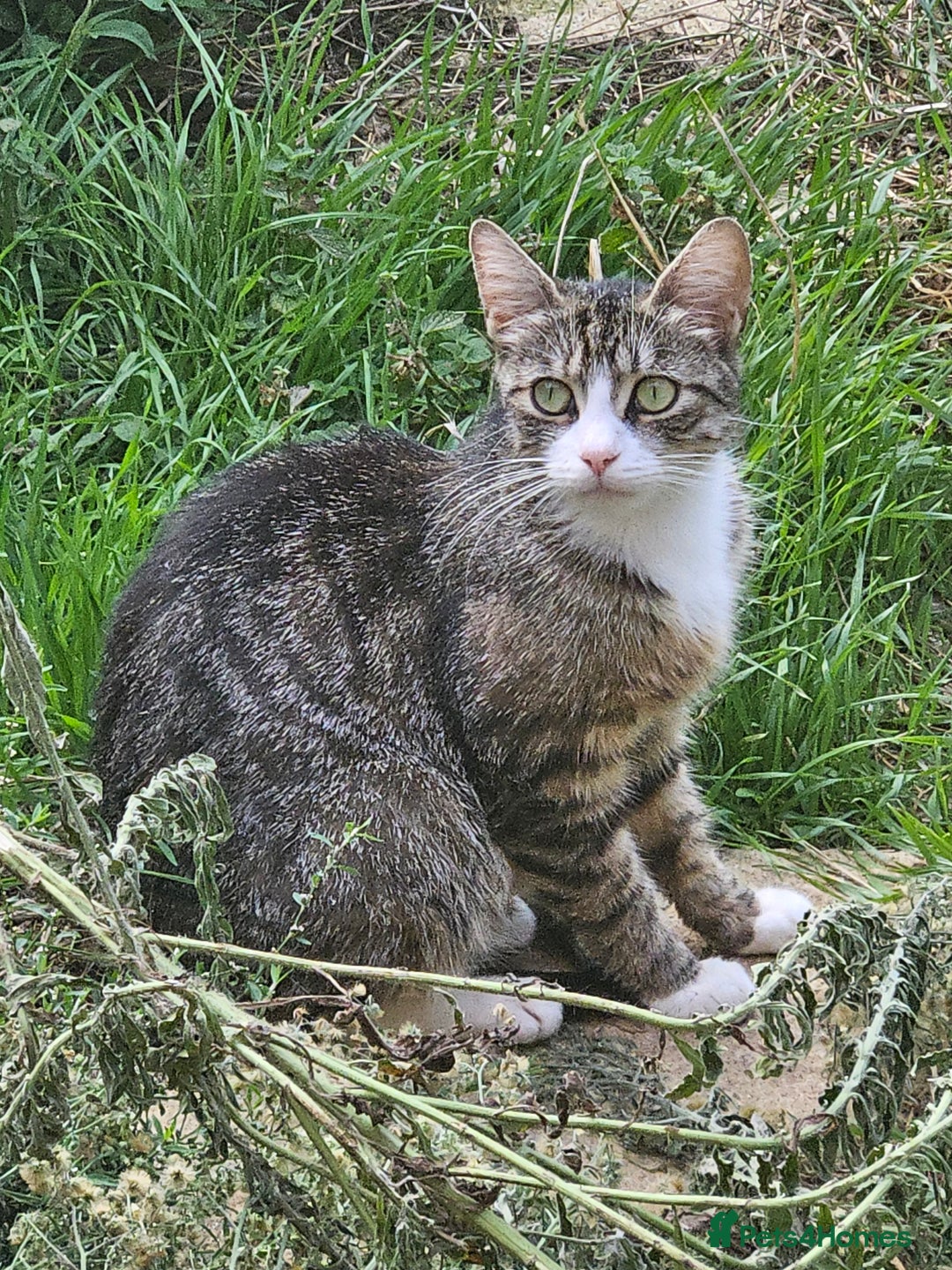 Mixed Breed cats for sale: Mixed kittens - Image 4