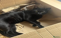 Mixed Breed cats for sale: Male Bengal needing a forever home - Image 2