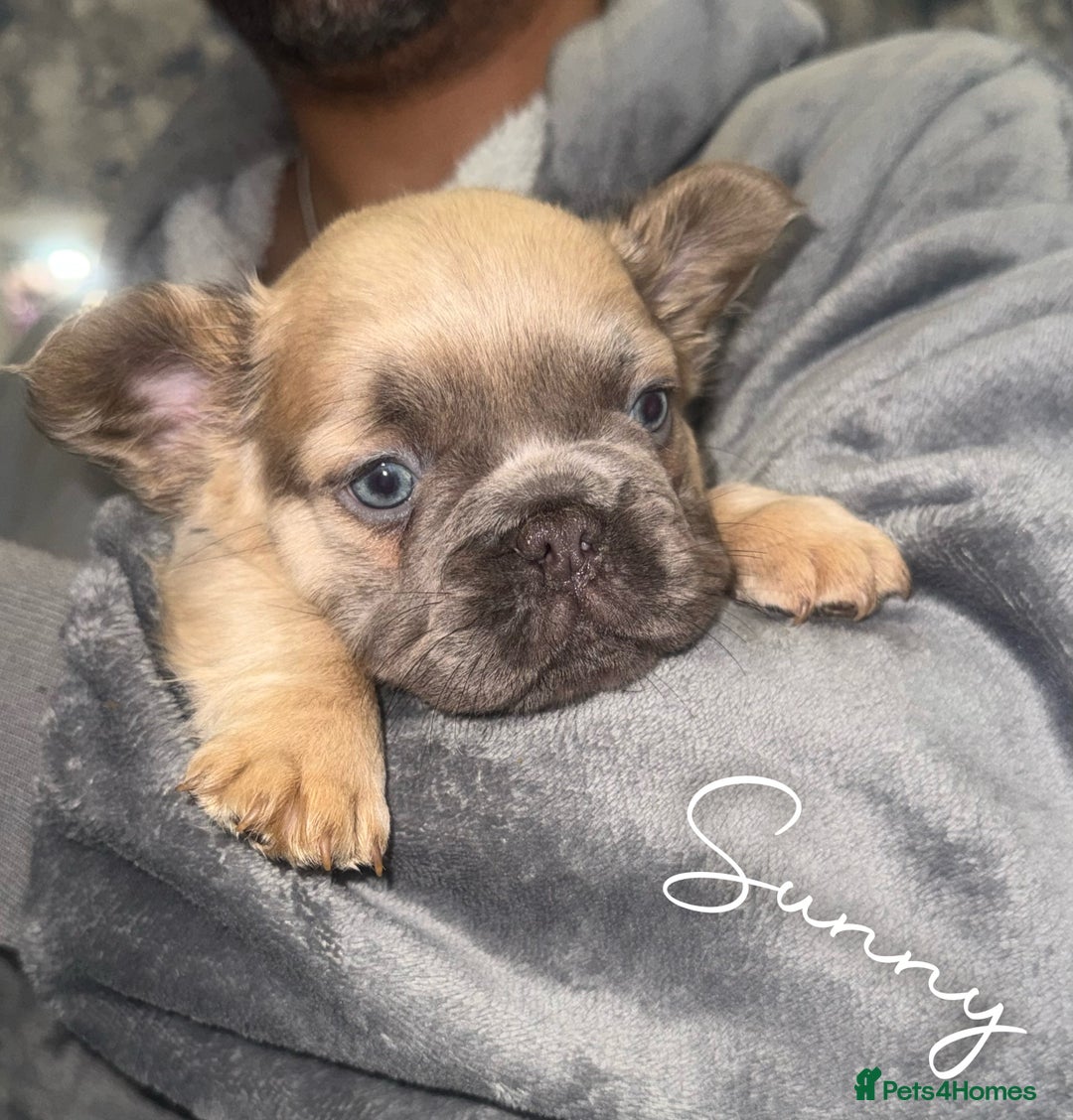 French Bulldog dogs for sale: Fluffy & testable frenchies - Advert 3