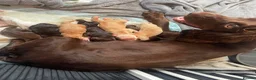Cocker Spaniel dogs for sale: Beautiful Working x Show Cocker Spaniel Puppies  - Advert 16