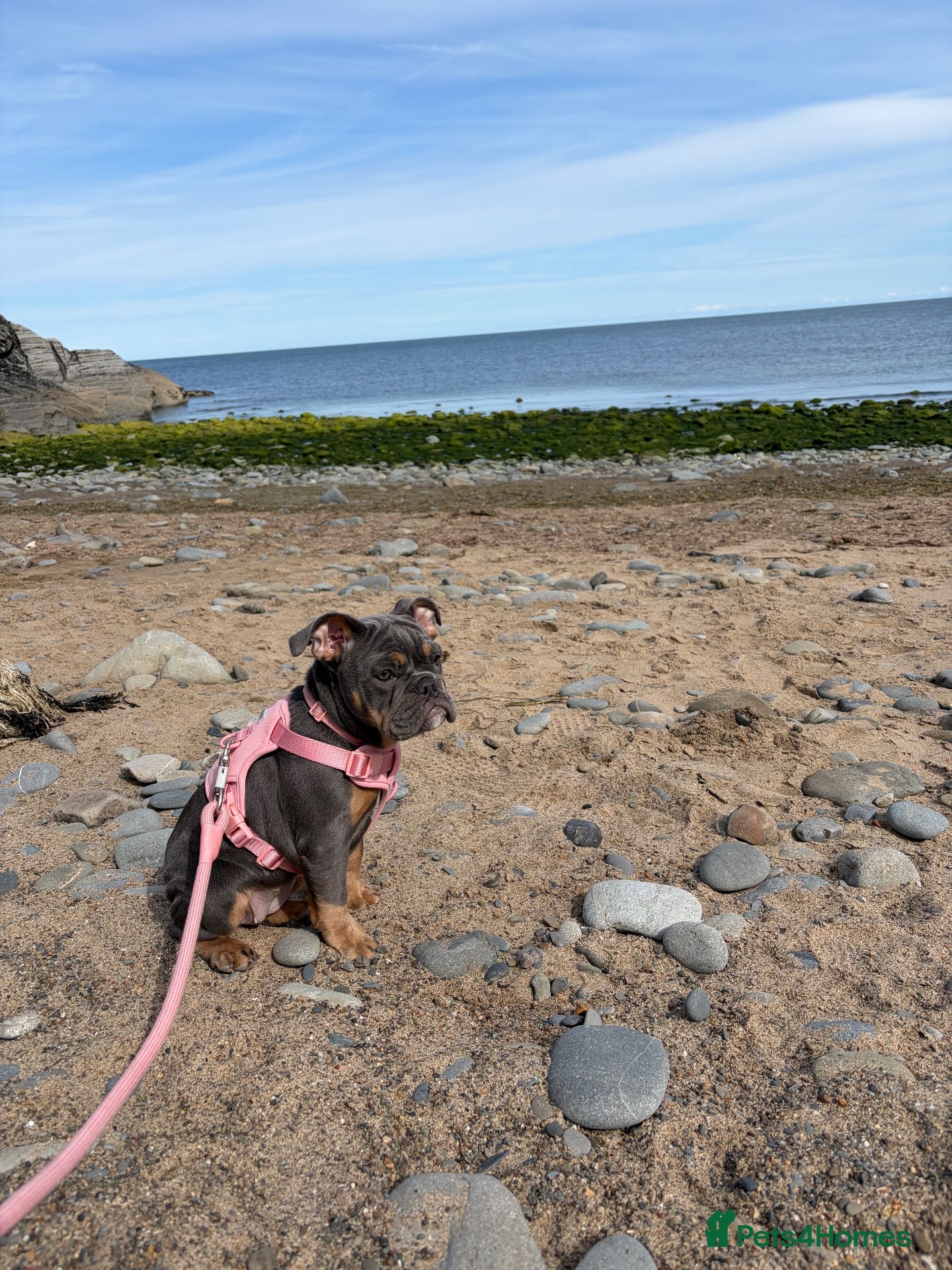 Mixed Breed dogs Bulldog cross for rehoming - beautiful girl  - Advert 5
