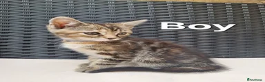 Maine Coon 2, Grey Collar 