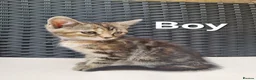 Mixed Breed cats for sale: Beautiful 3/4 Mainecoon cross BSH Kittens For Sale - Advert 7